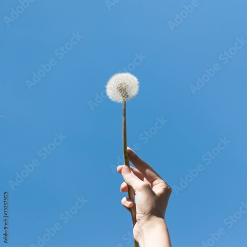 Hand holding a white dandelion against the blue sky. Close up