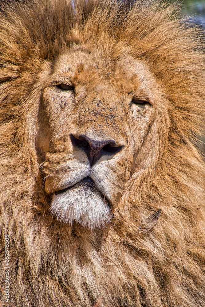 Lion, Panthera Leo, Rhino and Lion Nature Reserve, Gauteng, South Afica, Africa Lion, Panthera Leo, Rhino and Lion Nature Reserve, Gauteng, South Afica, Africa
