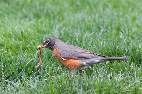 Canvas Print A Robin Catches an Earthworm