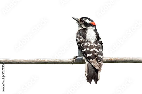 Rear View of a Downy Woodpecker