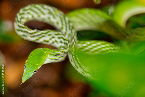 Green Vine Snake, Long-nosed Whip Snake, Ahaetulla nasuta, Sinharaja National Park Rain Forest, World Heritage Site, UNESCO, Biosphere Reserve, National Wilderness Area, Sri Lanka, Asia