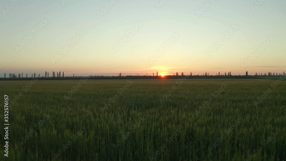 Beautiful view of wheat field at sunrise. Drone video recording Beautiful view of wheat field at sunrise. Drone video recording