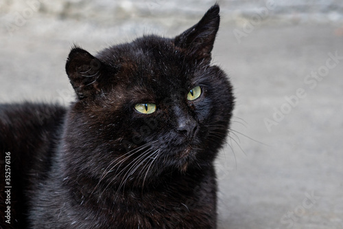 portrait of a big black cat with green eyes