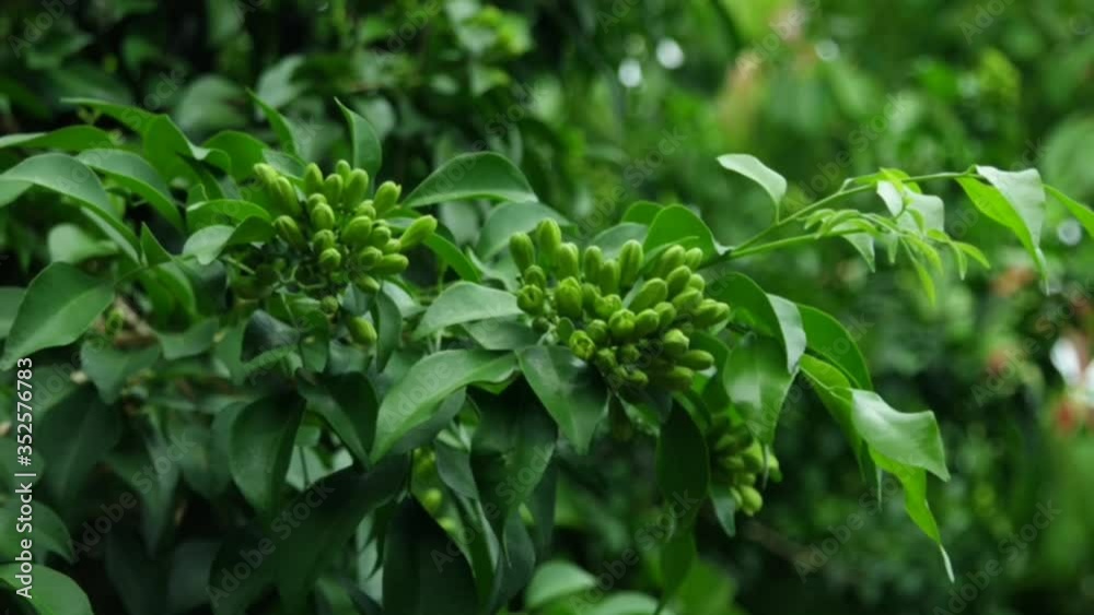 Beautiful green leaves of plants named Beautiful green leaves of plants named
