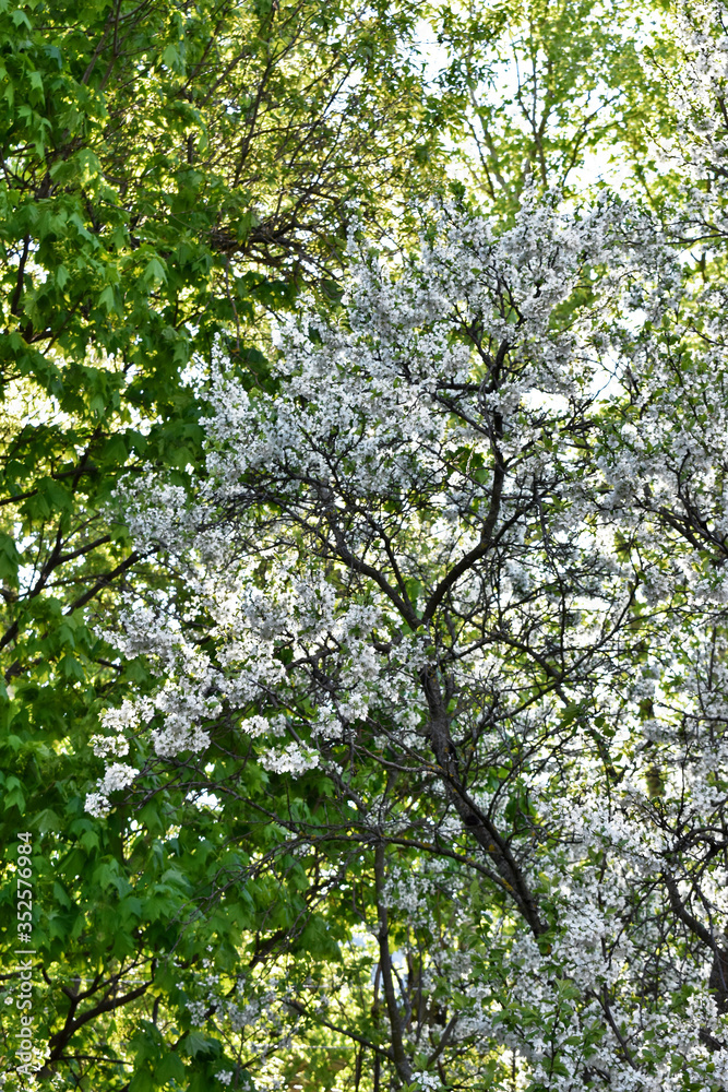 flowering apple trees in the city garden at sunset flowering apple trees in the city garden at sunset