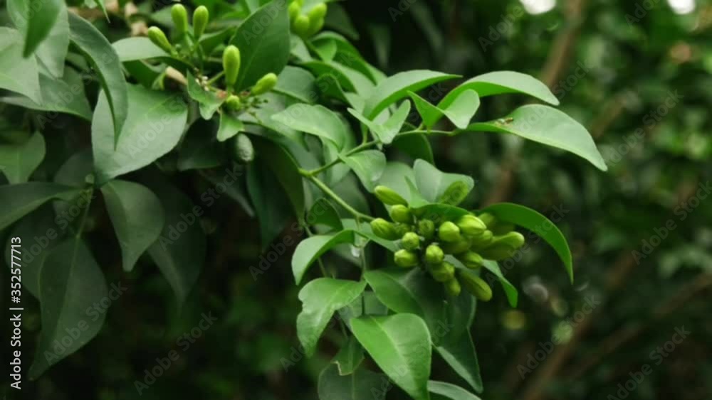 Beautiful green leaves of plants named Beautiful green leaves of plants named