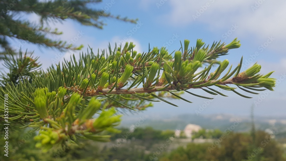 Cedar Tree Closeup Cedar Tree Closeup