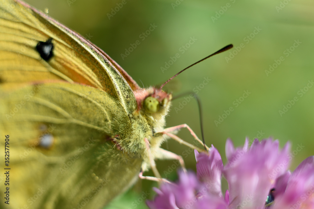 butterfly on a flower