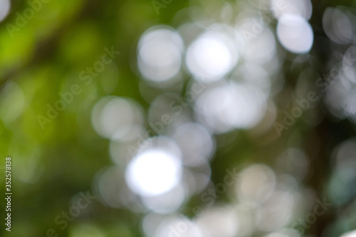 Blur of bottom view of tree branches and tree leaves in daytime.