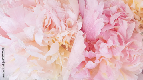 Fototapeta Naklejka Na Ścianę i Meble -  pink rose petals background