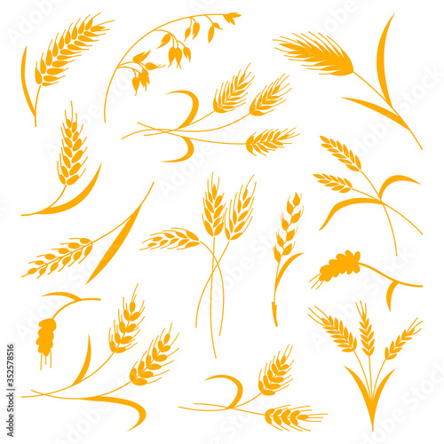 Set of spikelets of wheat on a white isolated background. Vector illustration. The icon