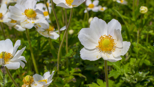 Macro photo of white flower with yellow seed in center. The flower is called Anemone sylvestris  snowdrop anemone . and it is a perennial plant flowering in spring in the forest. Fields of the flowers