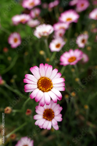 Rhodanthemum hosmariense photo