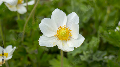 Macro photo of white flower with yellow seed in center. The flower is called Anemone sylvestris (snowdrop anemone). and it is a perennial plant flowering in spring in the forest. Fields of the flowers