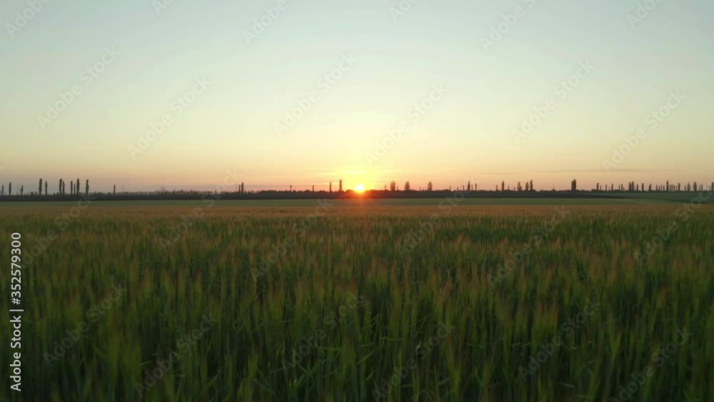 Beautiful view of wheat field at sunrise. Drone video recording Beautiful view of wheat field at sunrise. Drone video recording