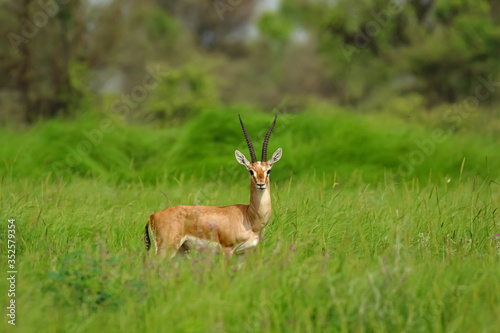 Photography Indian gazelle chinkara antelope with pointed horns standing amidst green grass