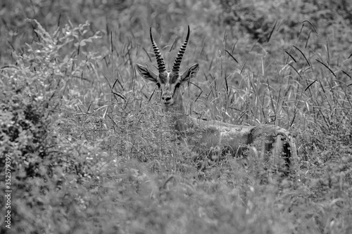 A monochrome side portrait of an Indian gazelle antelope also called Chinkara with beautiful pointed horns standing alone 