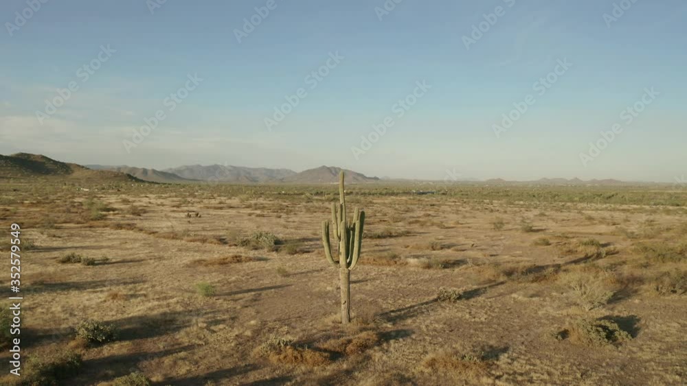 Aerial footage circling a saguaro cactus during sunset in the Sonoran Desert of Arizona.