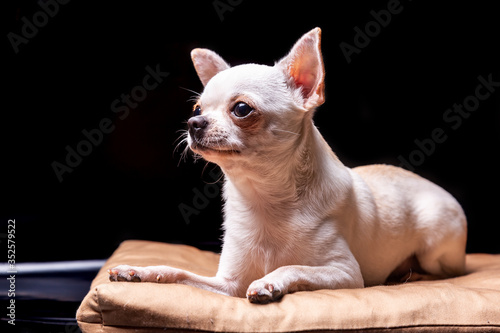 Chihuahua smooth-haired cream lies on a beige pillow and looking to the side. Portrait on a black background. Horizontal orientation. © Sander Studio