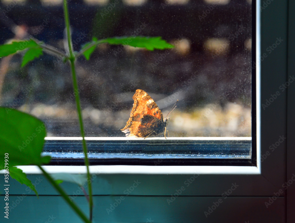 Obraz premium Behind the glass. Brown Urticaria butterfly sitting outside the window. On the windowsill the seedlings for a vegetable garden.