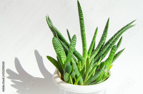 An Aloe Vera flower in a white pot and a hard shadow on a white background. concept of growing succulents at home photo