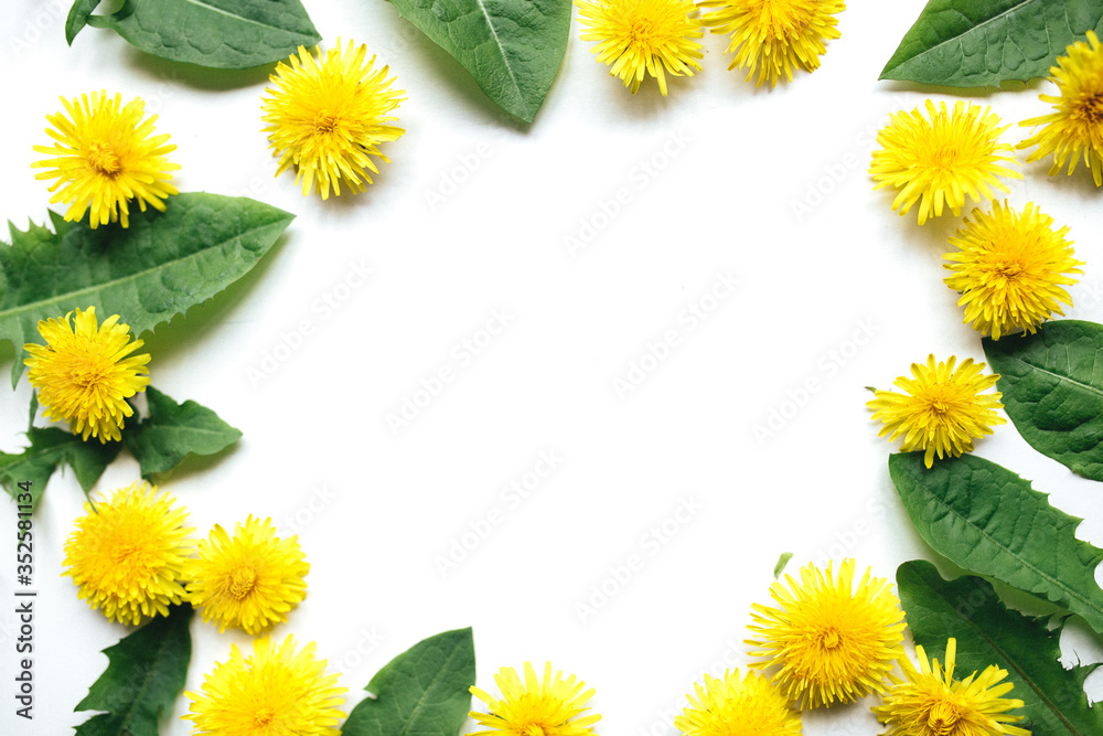Flowers composition. dandelions green leaf on white background. Spring concept. Flat lay, top view copy space. yellow
