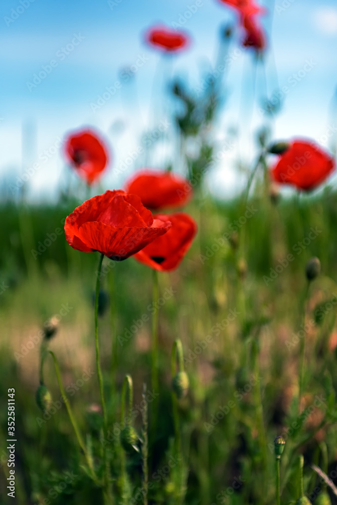 Obraz premium Mohnblume