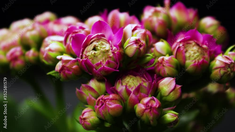Pink Flowers Opening. Spring Beautiful timelapse, extreme close up. Blooming backdrop on black 4K video Pink Flowers Opening. Spring Beautiful timelapse, extreme close up. Blooming backdrop on black 4K video