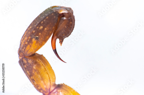 Selective the end of the Scorpion's tail. The  tail often carried in a characteristic forward curve over the back, ending with a venomous stinger. The tail isolate on white background.