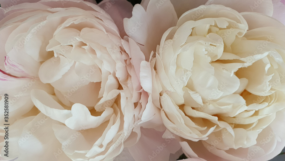 close up of white peony bridal flowers close up of white peony bridal flowers