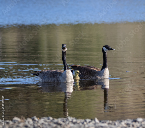 canada goose family swimming on a pond