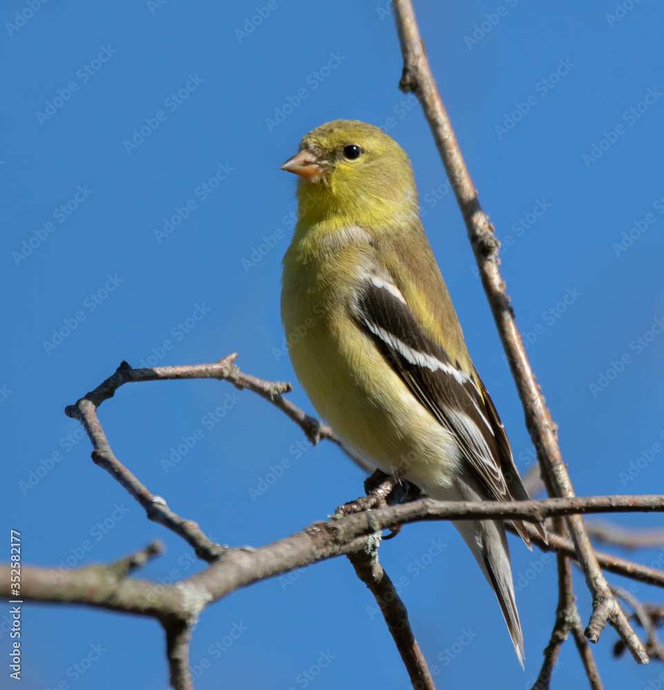 Obraz premium An American goldfinch (Spinus tristis) in a tree in spring