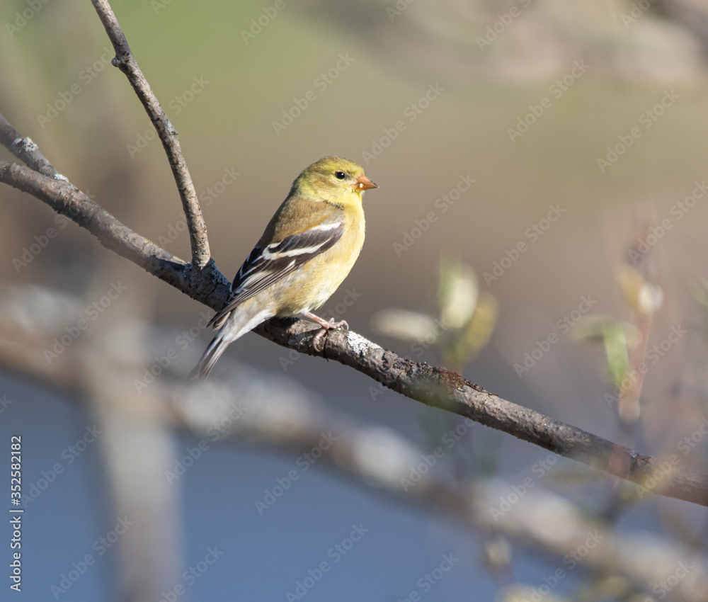 An American goldfinch (Spinus tristis) in a tree in spring An American goldfinch (Spinus tristis) in a tree in spring