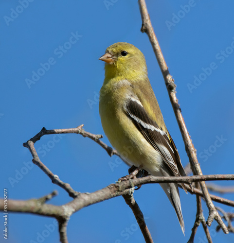 An American goldfinch (Spinus tristis) in a tree in spring