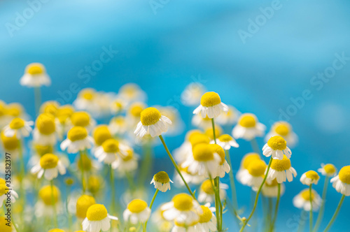 Chamomile flower