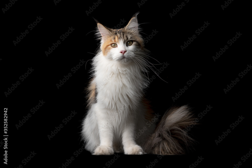 studio portrait of a beautiful calico maine coon cat with fluffy tail sitting isolated on black background with copy space