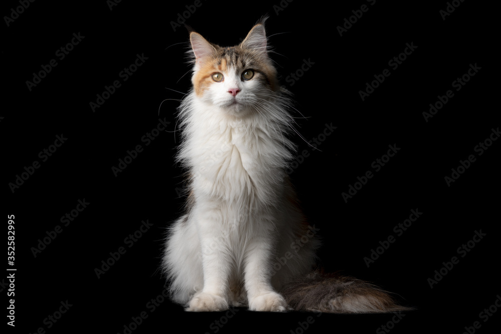 studio portrait of a beautiful calico maine coon cat sitting isolated on black background with copy space