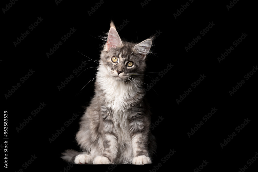 studio portrait of a beautiful blue tabby maine coon cat looking at camera tilting head isolated on black background with copy space