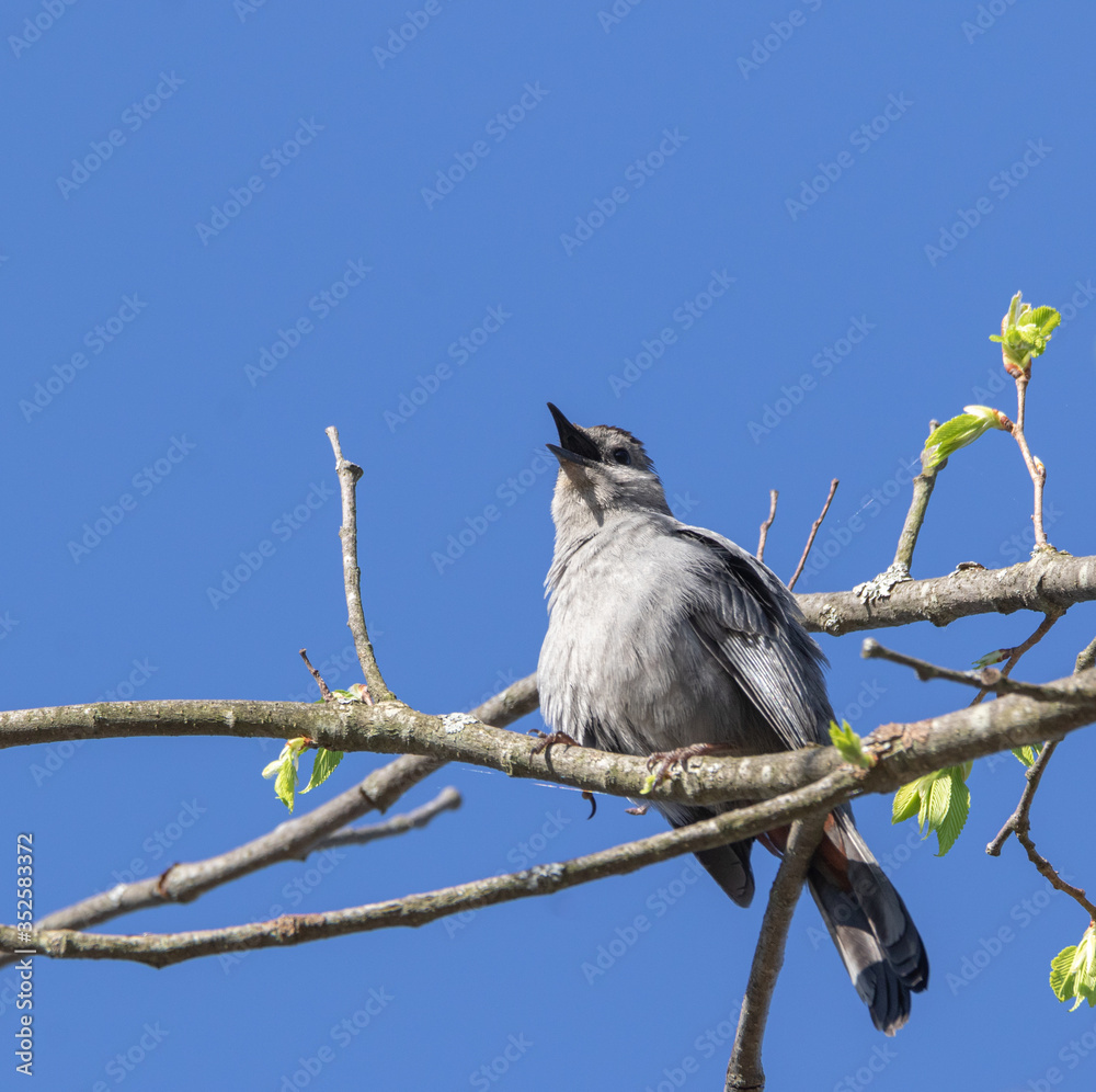 Obraz premium A noisy Gray Catbird (Dumetella carolinensis) singing from the brush in a woodland in Muskoka in springtime.