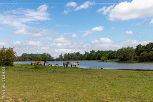 Konik breed horses grazing next to a lake in the natural park Eijsder Beemden alongside the river Meuse as part of a natural ecology system in this area photo