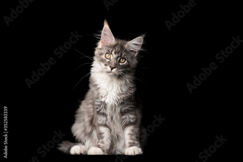 studio portrait of a beautiful blue tabby maine coon cat looking at camera tilting head isolated on black background with copy space