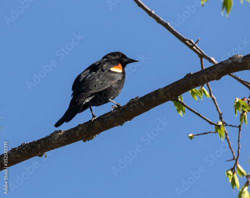  A male Red Winged Blackbird (Agelaius phoeniceus) on a tree in a marsh in Muskoka in May
