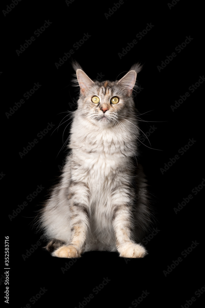 studio portrait of a beautiful black silver torbie maine coon cat sitting looking at camera isolated on black background with copy space