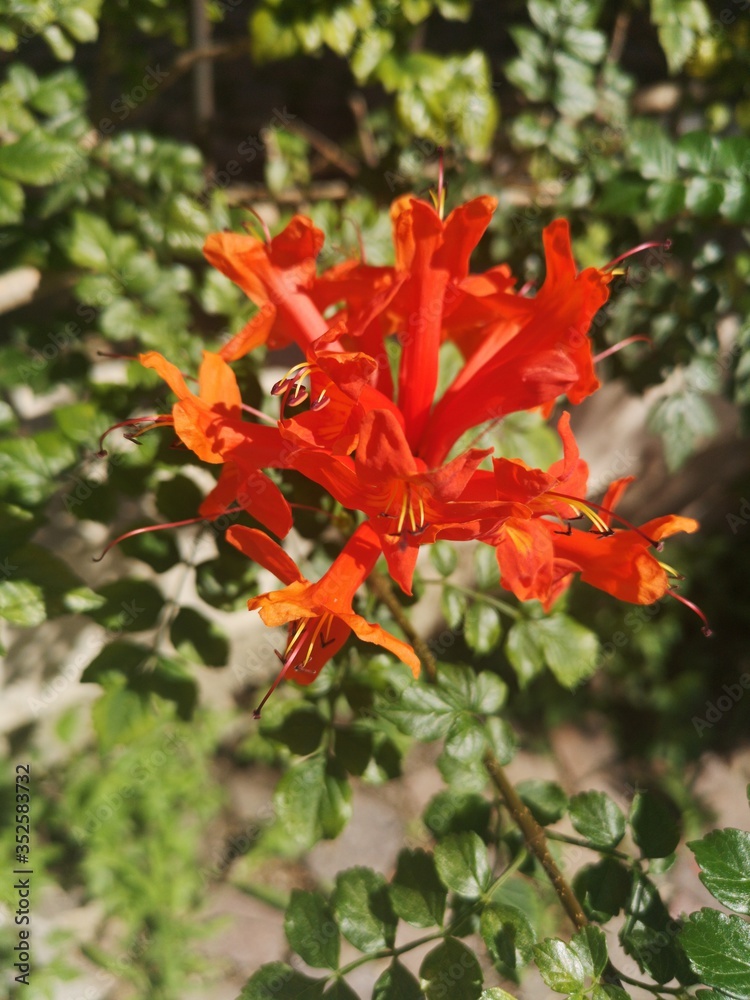 fiore rosso fiore rosso