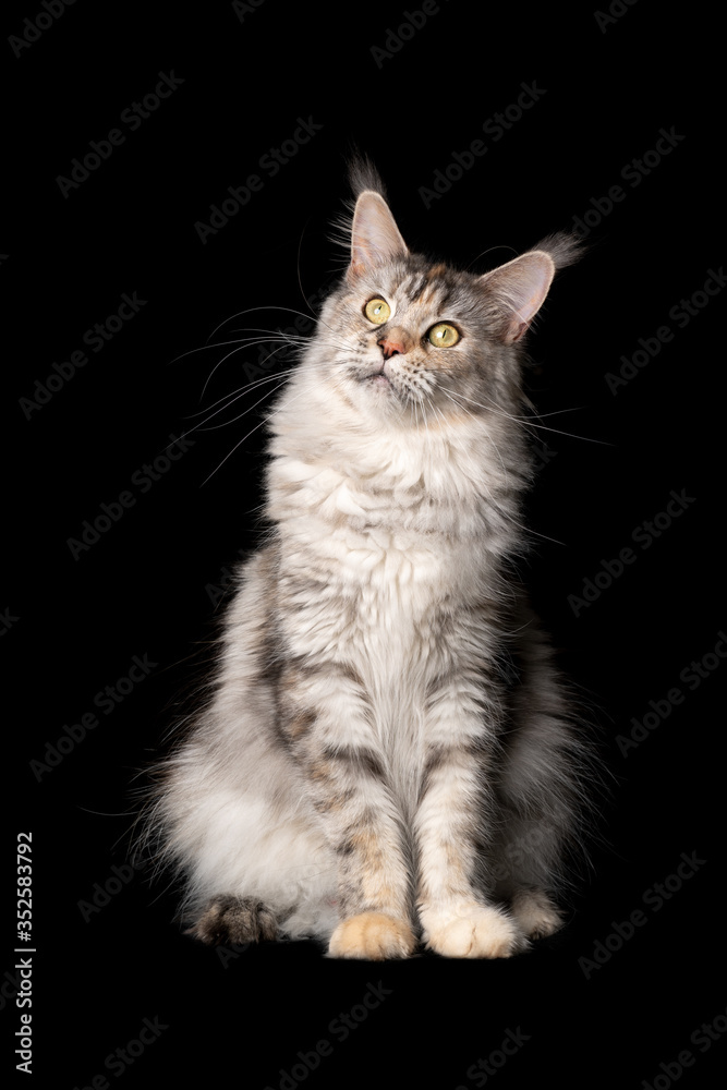 studio portrait of a curious black silver torbie maine coon cat sitting looking up tilting head isolated on black background with copy space