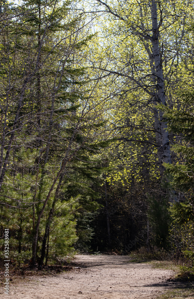 path in the woods in Algonquin Park in spring path in the woods in Algonquin Park in spring