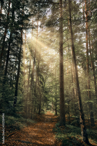 Sun rays in the forest