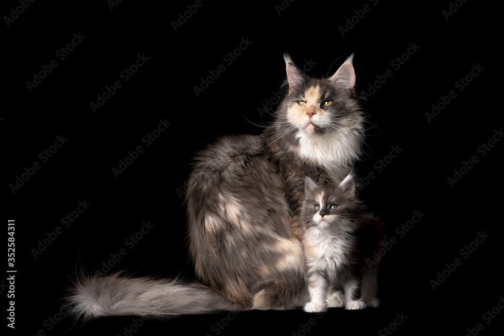 studio portrait of 8 week old maine coon kitten with cat mother sitting looking up curiously isolated on black background with copy