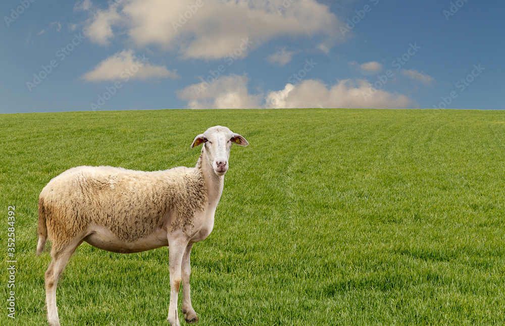 Fototapeta premium A sheep on the green grass is looking at the camera