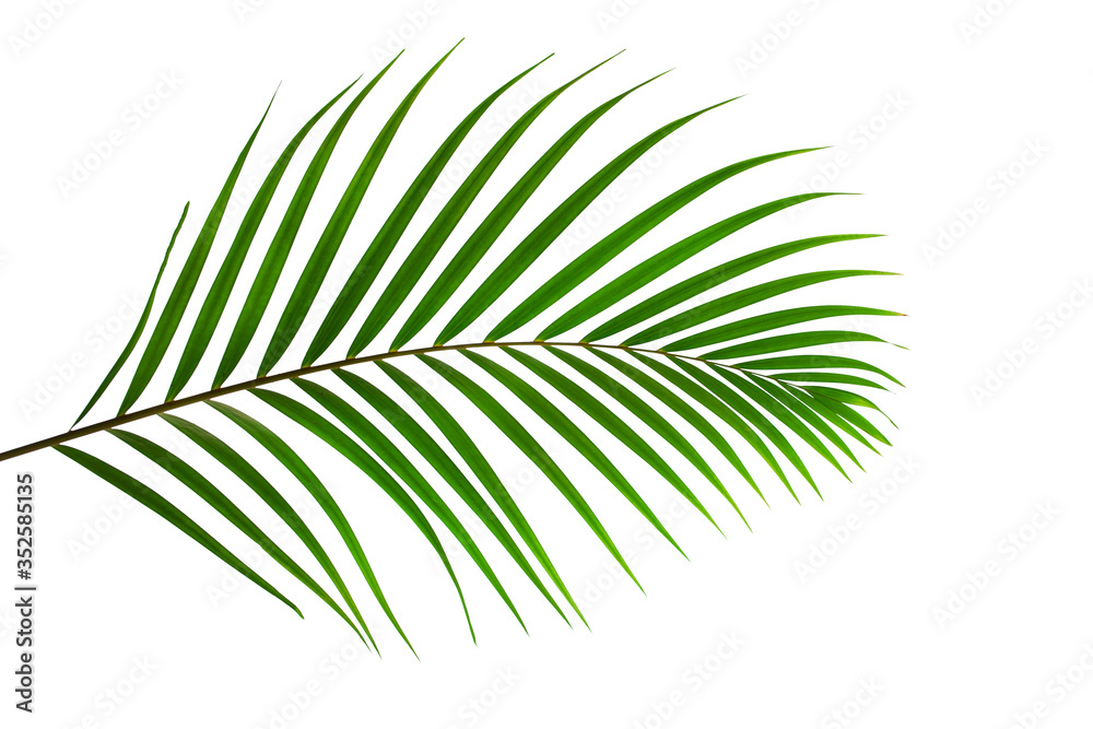 leaves of coconut or palm isolated on white background with clipping path for design elements, tropical leaf, summer background leaves of coconut or palm isolated on white background with clipping path for design elements, tropical leaf, summer background
